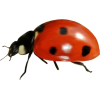 ladybird - Živali - 