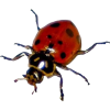 ladybug - Adereços - 