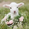 lamb - Tiere - 