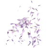 lavanda - Plants - 