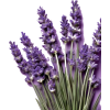 lavanda - Rastline - 