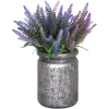 lavendar - Растения - 