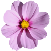 lavender flower 2 - Rastline - 