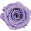 lavender flower 3 - Plantas - 