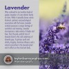 lavender - Rascunhos - 