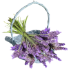 lavender - Rastline - 