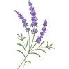 lavender - Plants - 