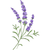 lavender - 植物 - 