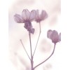 lavender flowers - 相册 - 
