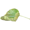 leaf - Moje fotografije - 