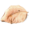 leaf - フォトアルバム - 