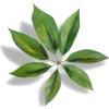 leaf - Resto - 