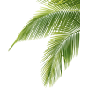 leaf - Drugo - 