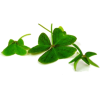 leaf - Other - 