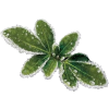 leaf - Drugo - 