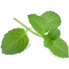leaf - Rastline - 