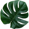 leaf - Rośliny - 