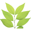 leaf - Uncategorized - 