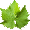 leaf green - Uncategorized - 