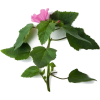 leafy pink flower stem - Plants - 