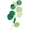 leaves - Rastline - 