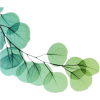 leaves - Biljke - 