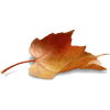 leaves - Articoli - 