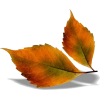 leaves - Predmeti - 