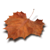 leaves - Przedmioty - 