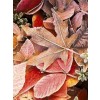 leaves - Biljke - 