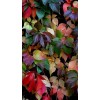 leaves - Pflanzen - 