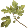 leaves - Pflanzen - 