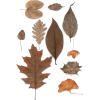 leaves - Uncategorized - 