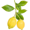lemon leaves - cibo - 