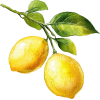 lemons - Lebensmittel - 