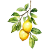 lemons - Food - 