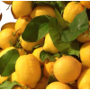lemons photo - Uncategorized - 