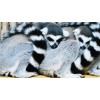 lemurs - Uncategorized - 