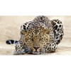 leopard - 動物 - 