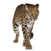 leopard - Tiere - 