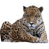 leopard - Животные - 