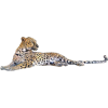 leopard - Tiere - 