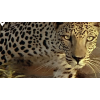 leopard - Животные - 