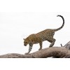 leopard - Uncategorized - 