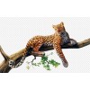 leopard - Uncategorized - 