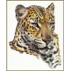 leopard - Uncategorized - 