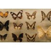 lepidoptera - Uncategorized - 