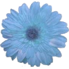 light blue flower - 植物 - 