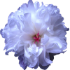 light periwinkle flower - Rastline - 