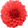 light red flower 2 - Rastline - 